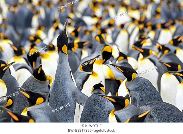 king penguin (Aptenodytes patagonicus), breeding colony, Suedgeorgien, Salisbury Plains