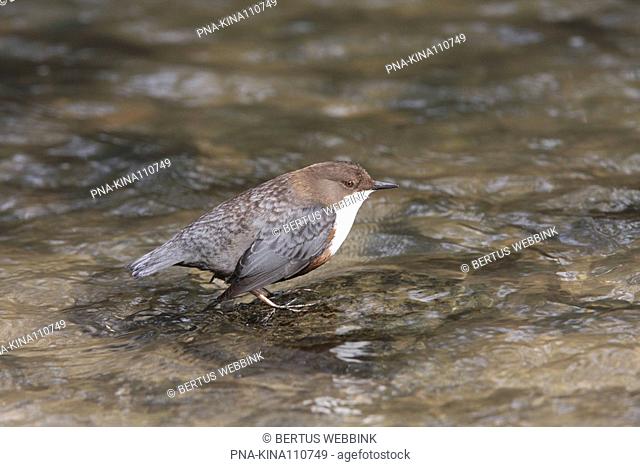 Red-bellied Dipper Cinclus cinclus aquaticus - Osnabruck, Lower Saxony, Germany, Europe