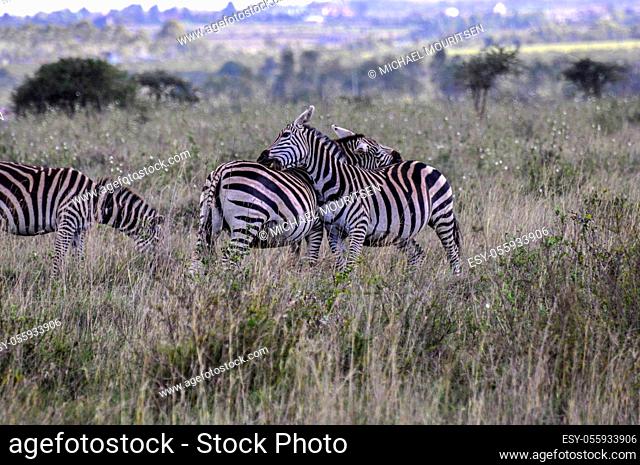 Zebras in the Masai Mara, Kenya