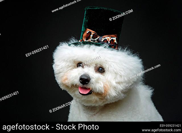 beautiful bichon frisee dog in hat sitting over black background. copy space