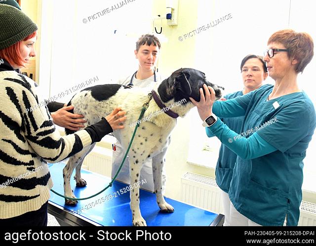 29 March 2023, Saxony, Leipzig: Veterinarian Dr. Sabine Zimmermann-Kuhn examines a woman's dog in her small animal practice with nurse Stephanie Kriege and...