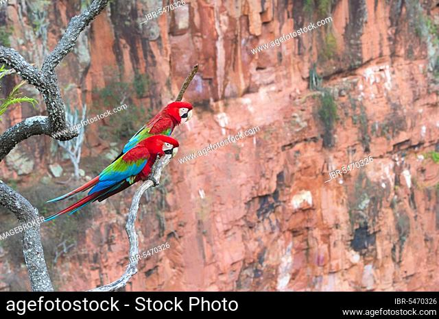 Red and red-and-green macaw (Ara chloropterus) on a branch in Buraco das Araras, Mato Grosso do Sul, Brazil, South America