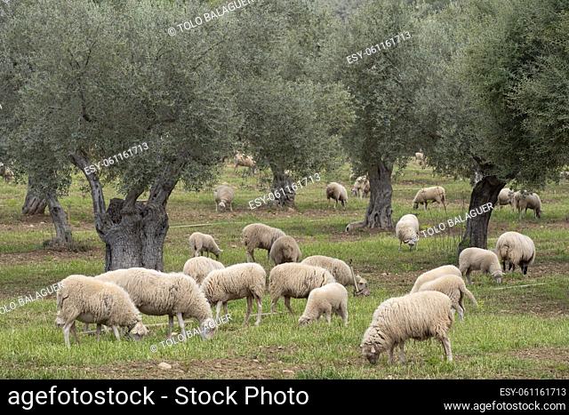 sheep grazing in front of the Alqueria d'Avall house, Bunyola, Mallorca, Balearic Islands, Spain