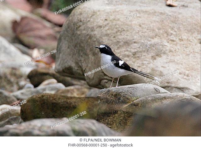 Black-backed Forktail Enicurus immaculatus adult, perched on rock, Chitwan N P , Nepal, january