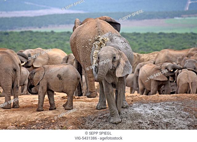 South Africa, Addo, 02/17/2016 The Addo Elephant National Park (Afrikaans: Addo Olifant Nasionale Park) is located in the district Cacadu