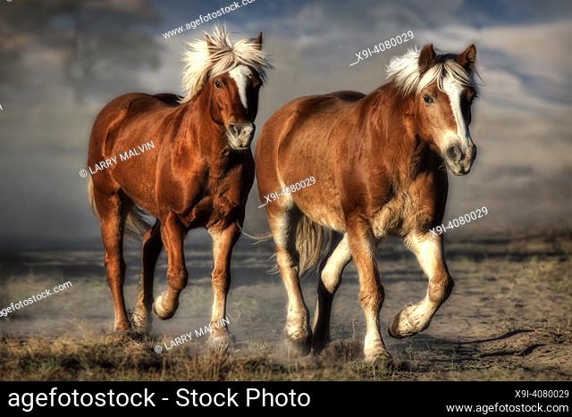 Two haflinger horses iin late afternoon light trotting at the Nature Conservancy Zapata Ranch in Southern Colorado