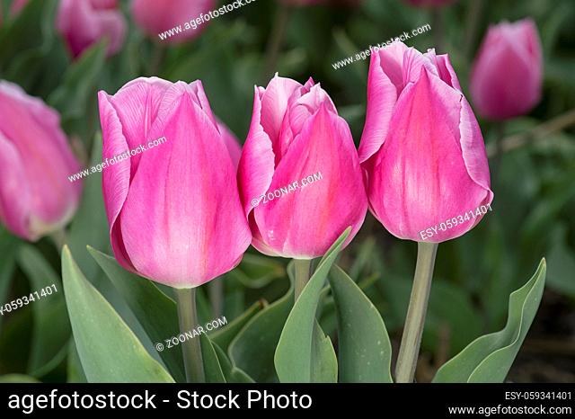 Pinkfarbene holländische Tulpen, Bollenstreek, Noordwijkerhout, Niederlande / Dutch pink tulips, Bollenstreek area, Noordwijkerhout, Netherlands
