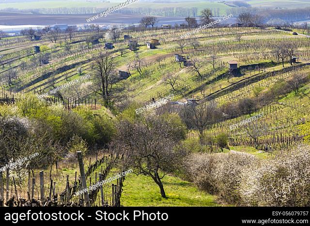 spring vineyard near Mutenice, Southern Moravia