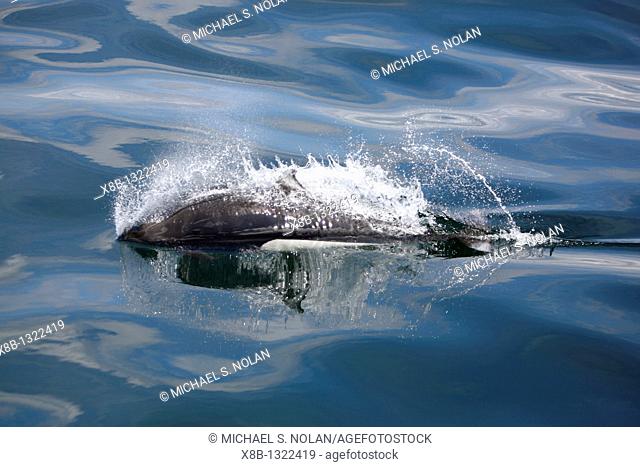 Adult Dall's porpoise Phocoenoides dalli surfacing in Chatham Strait, Southeast Alaska, USA  This porpoise often casts a 'roostertail' of water in front of its'...