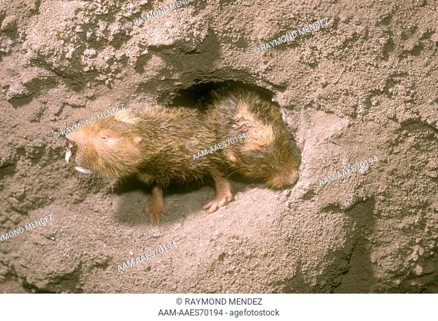 Damarland Mole Rats Eusocial from Namibia (Cryptomys damarensis)