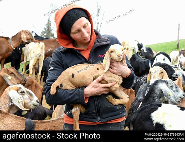 29 March 2022, Saxony, Lichteneichen/ Mügeln: The veterinarian Katja Loßner, who runs the organic goat farm ""Caprinenhof"" with her partner Sven Kloy