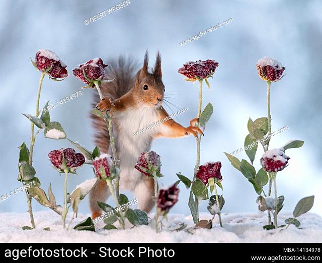 red squirrel, sciurus vulgaris is standing between roses looking at the viewer