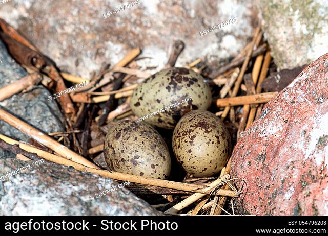 The Black-headed gulls (Larus ridibundus) made a nest of pieces of club-rush (Scirpus lacustris) among the boulders and laid three spotted eggs