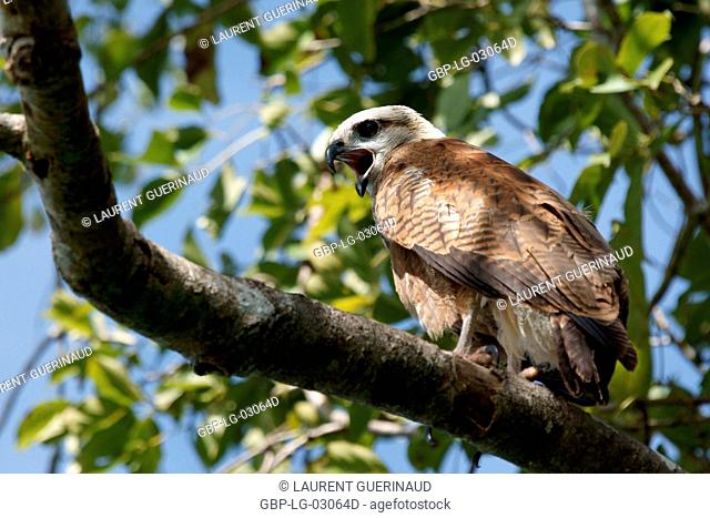Bird of prey, Hawk-beautiful, Pantanal, Mato Grosso do Sul, Brazil