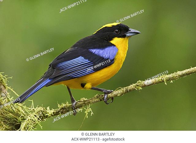 Blue-winged Mountain Tanager Anisognathus somptuosus perched on a branch at the Mindo Loma reserve in northwest Ecuador
