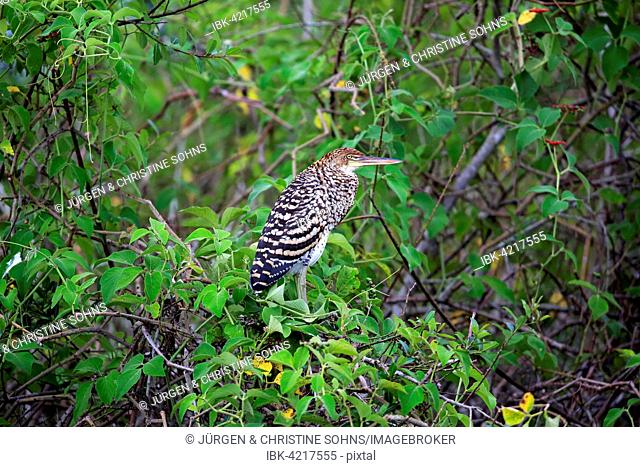 Rufescent tiger heron (Tigrisoma lineatum), young bird in a tree, juvenile, Pantanal, Mato Grosso, Brazil