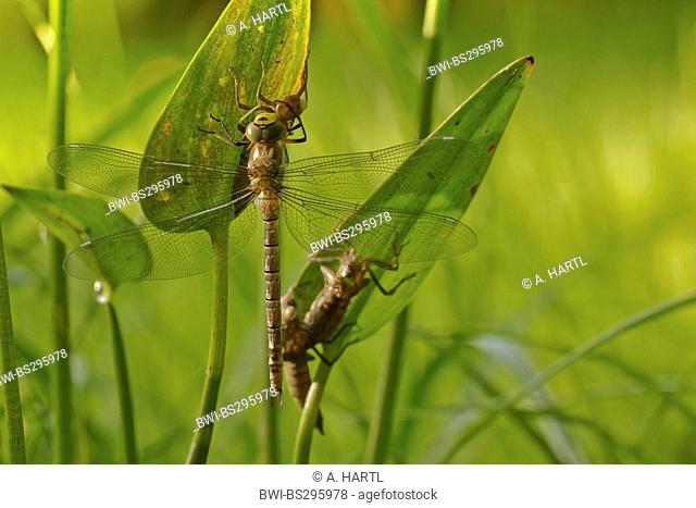 blue-green darner, southern aeshna, southern hawker (Aeshna cyanea), imago and exuviae shortly before the end of the metamorphosis on, Germany, Bavaria