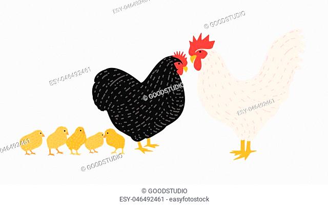 Family of cock and chicken. Collection of rooster, hen and brood of chicks isolated on white background. Flock of domestic poultry or farm birds