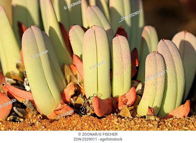 Cheiridopsis sp. im Habitat, Aizoaceae, Mesembs, Goegap Naturreservat, Namakwaland, Südafrika / Cheiridopsis sp. in habitat, Aizoaceae, Mesembs