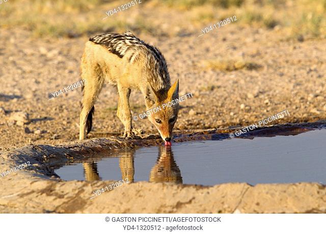 Black-backed Jackal Canis mesomelas, in the waterhole, Kgalagadi Transfrontier Park, Kalahari desert, South Africa