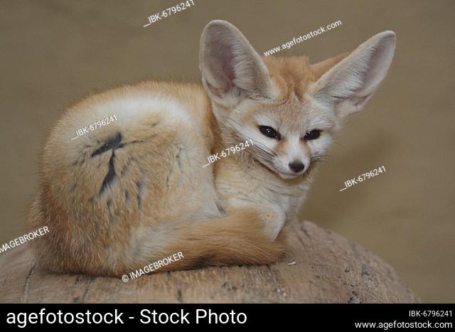 Fennek fennec fox (Vulpes zerda)
