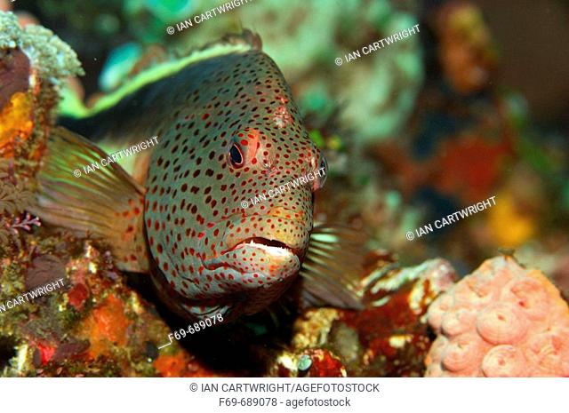 Freckled hawkfish (Paracirrhites forsteri) laying motionless waiting for passing prey