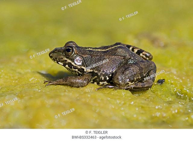Coruna frog, Perez's Frog (Rana perezi, Rana ridibunda perezi), on a leaf, Portugal, Aljezur