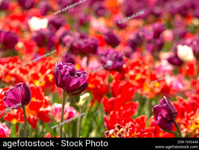 Beautiful purple tulip on blured flowers background