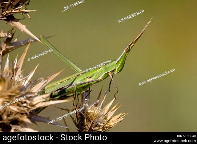 Mediterranean Slant-faced Grasshopper (Acrida ungarica), Greece, Europe