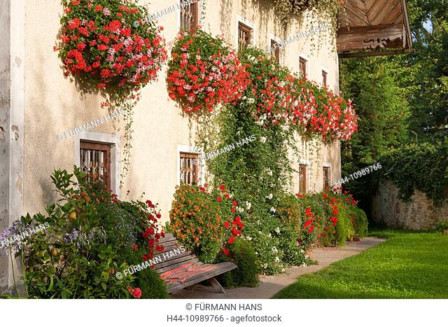 geranium, balcony flowers, Bavaria