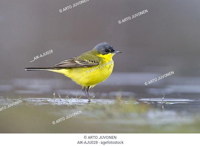 Adult male Grey-headed Wagtail (Motacilla thunbergi) standing in the water in Finland