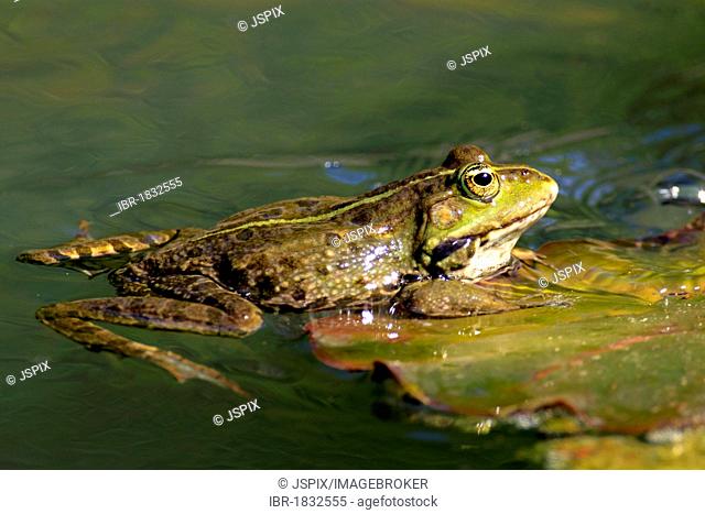 Edible frog (Rana esculenta), between water lilies in water, Luisenpark, Mannheim, Baden-Wuerttemberg, Germany, Europe