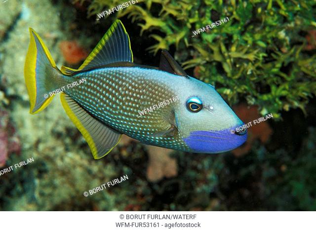 Gilded Triggerfish, Xanthichthys auromarginatus, Bunaken, Sulawesi, Indonesia