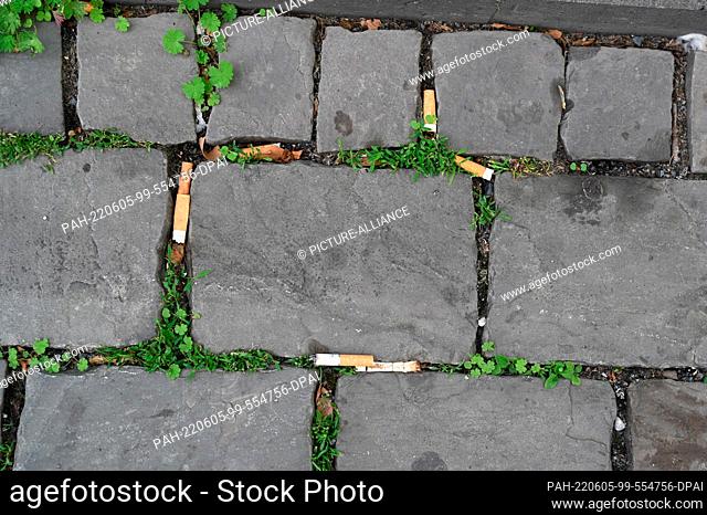 03 June 2022, North Rhine-Westphalia, Cologne: carelessly discarded cigarette butts, cigarette filters, cigarette butts lying between paving stones on the...