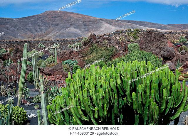 Guatiza, Cesar Manrique, Spain, Europe, Jardin de Cactus, cacti, cactus garden, cactus, Canary islands, isle, Lanzarote, plant, place of interest, succulents