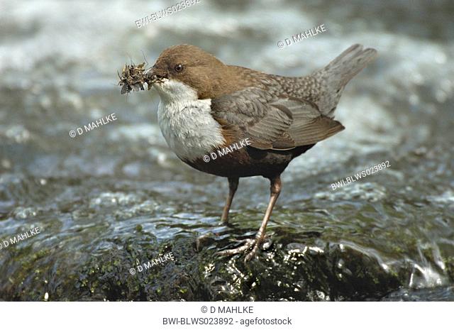 dipper Cinclus cinclus, with caught insect larvae in bill, Germany, East Westphalia, Apr 05