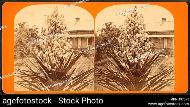 Blossom from the Spanish bayonet. St. Augustine, Florida. Robert N. Dennis collection of stereoscopic views United States States Florida