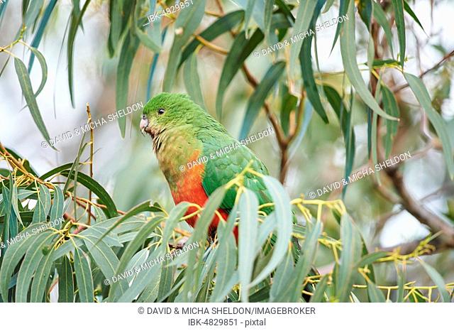Australian king parrot (Alisterus scapularis), female sitting in an Eucalyptus tree, Great Otway National Park, Victoria, Australien