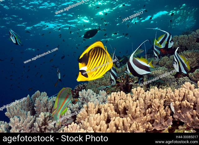 Red Sea Racoon Butterflyfish and Bannerfish, Chaetodon fasciatus, Brother Islands, Red Sea, Egypt