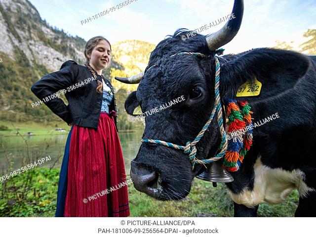 06 October 2018, Bavaria, Berchtesgaden: A girl in a dirndl standing next to a cow at the Koenigssee lake while she drives down the mountain pastures