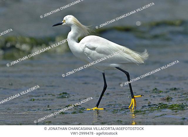 Snowy Egret (Egretta thula), copy taken in freedom. Paracas - Perú