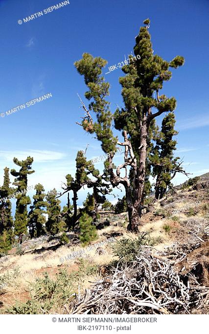 Bushfire-damaged pines, Cumbre Nueva, La Palma, Canary Islands, Spain, Europe