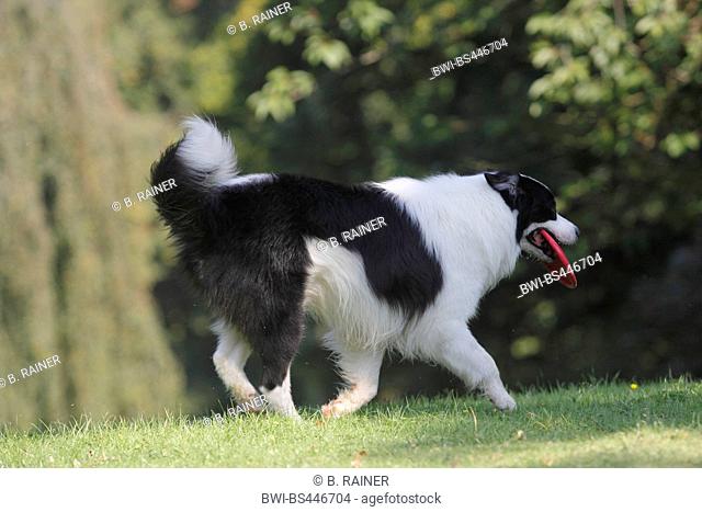 Australian Shepherd (Canis lupus f. familiaris), six years old male dog walking with a frisbee in the mouth in a meadow, side view, Germany