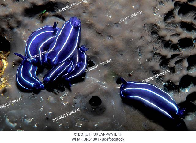 Blue Nudibranch, Hypselodoris sp., Susac, Dalmatia, Adriatic Sea, Croatia