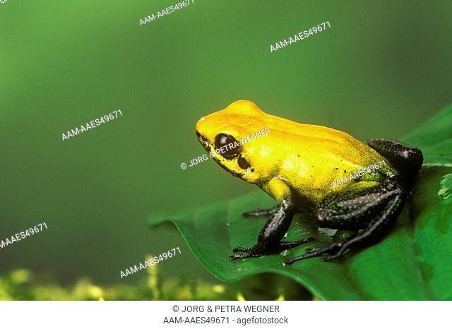 Poison Arrow Frog (Phyllobates bicolor)