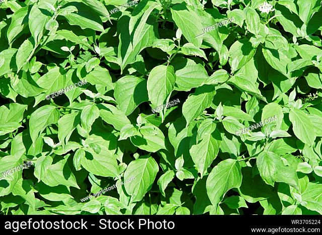 a natural green leaves background