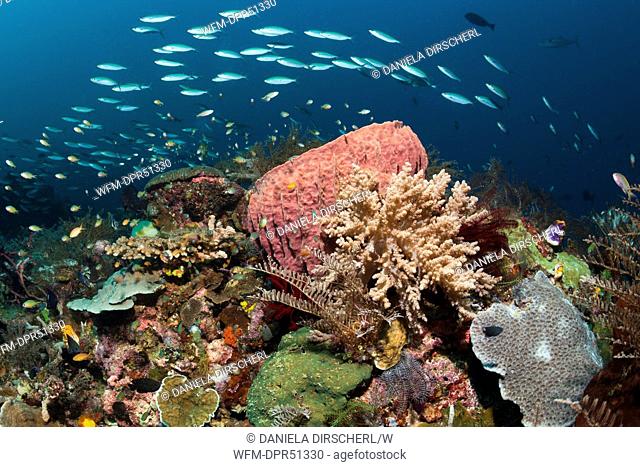 Rich Coral Reef, Raja Ampat, Indonesia