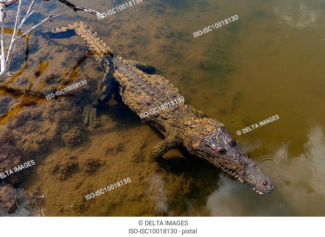 American crocodile, (Crocodylus acutus), Lagoon, Punta Sur Eco Park, Cozumel island, Mexico