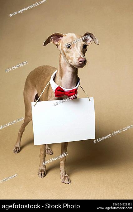Italian Greyhound Piccolo dog portrait with chalkboard and letters. In study