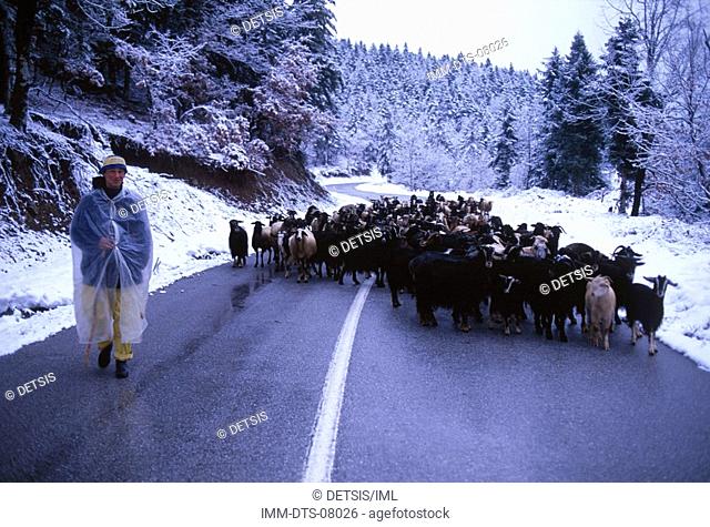 Shepherd with sheeps near Belokomiti village, Lake Plastira, Thessaly, Greece
